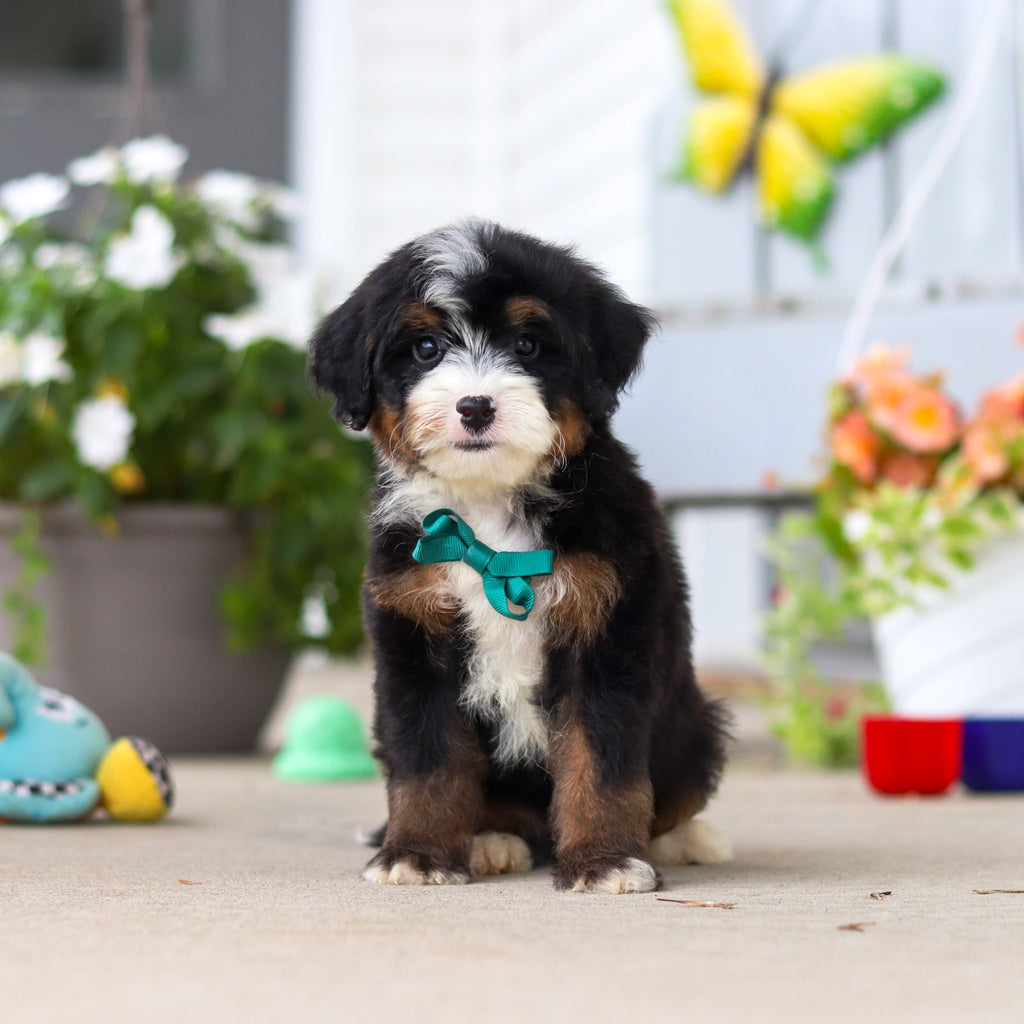 Loki - Available 8/27