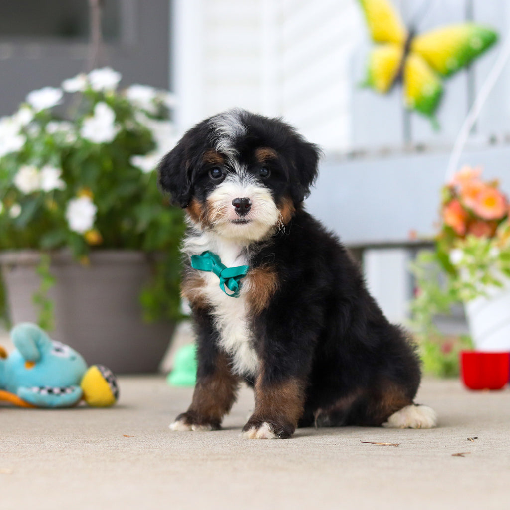 Loki - Available 8/27