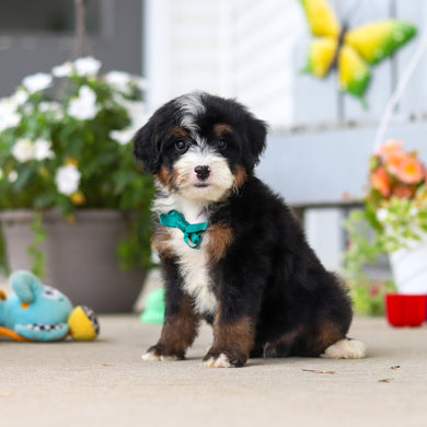 Loki - Available 8/27