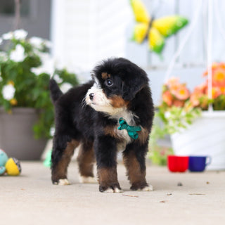 Loki - Available 8/27