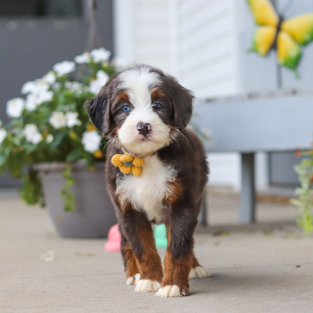 Leonard - Available 8/27