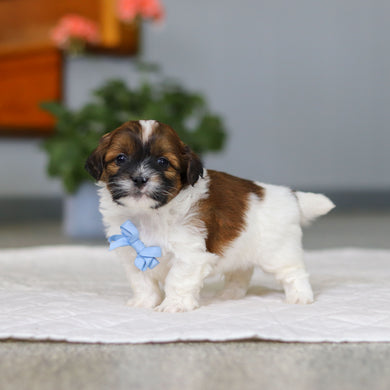 Moose - Available 5/21