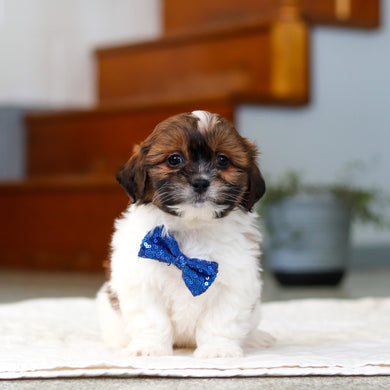 Moose - Available 5/21