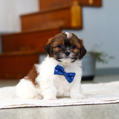 Moose - Available 5/21