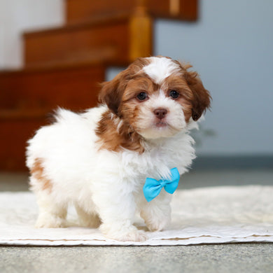 Mack - Available 5/21
