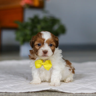 Mack - Available 5/21