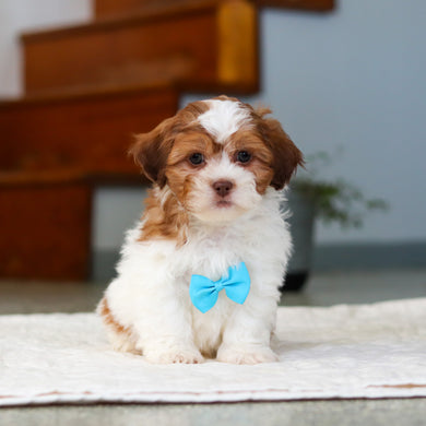 Mack - Available 5/21