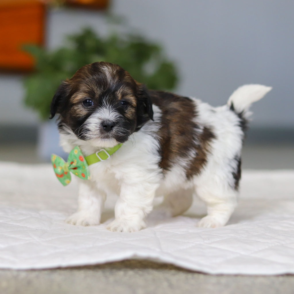 Martin - Available 5/21