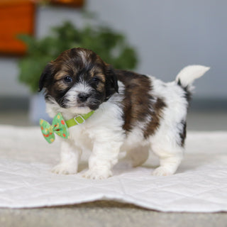 Martin - Available 5/21