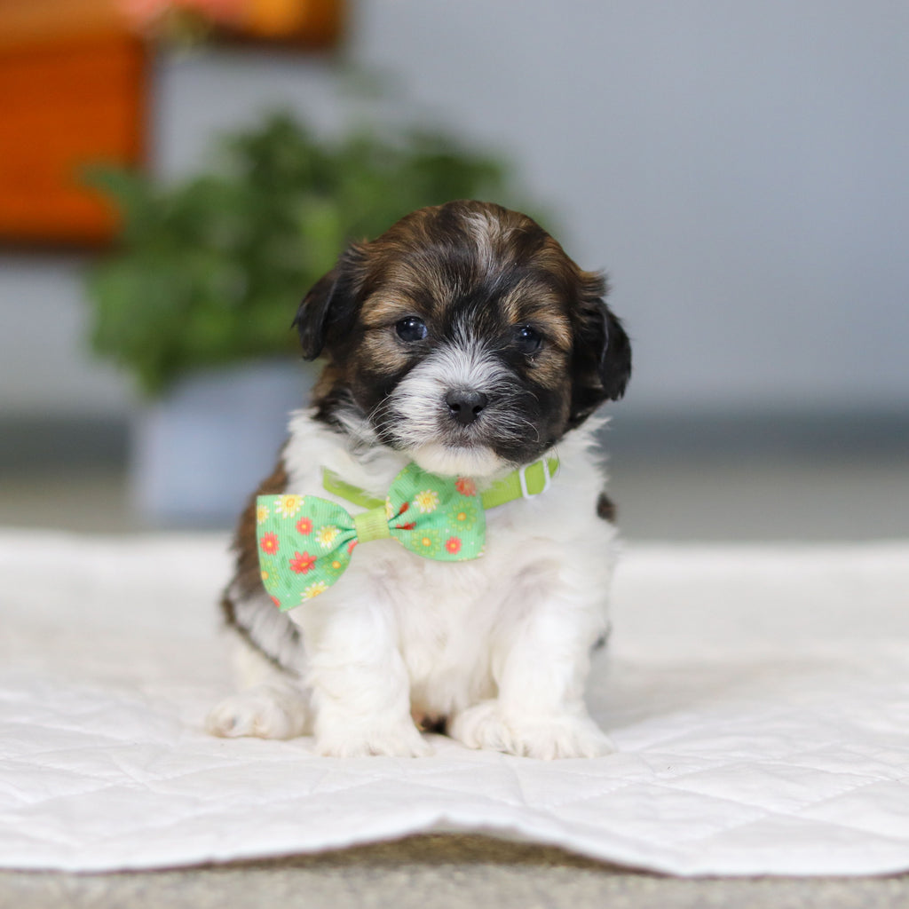 Martin - Available 5/21