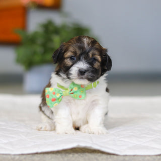 Martin - Available 5/21