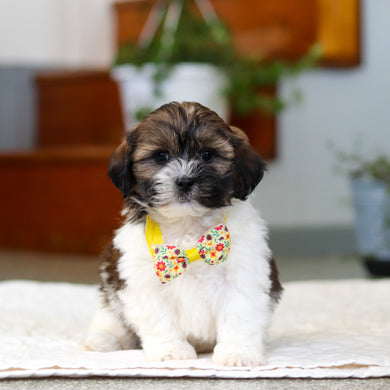 Martin - Available 5/21