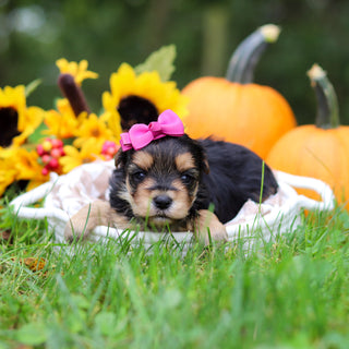 Sasha - Available 10/29