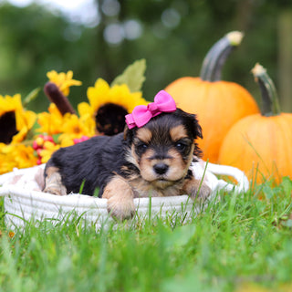 Sasha - Available 10/29