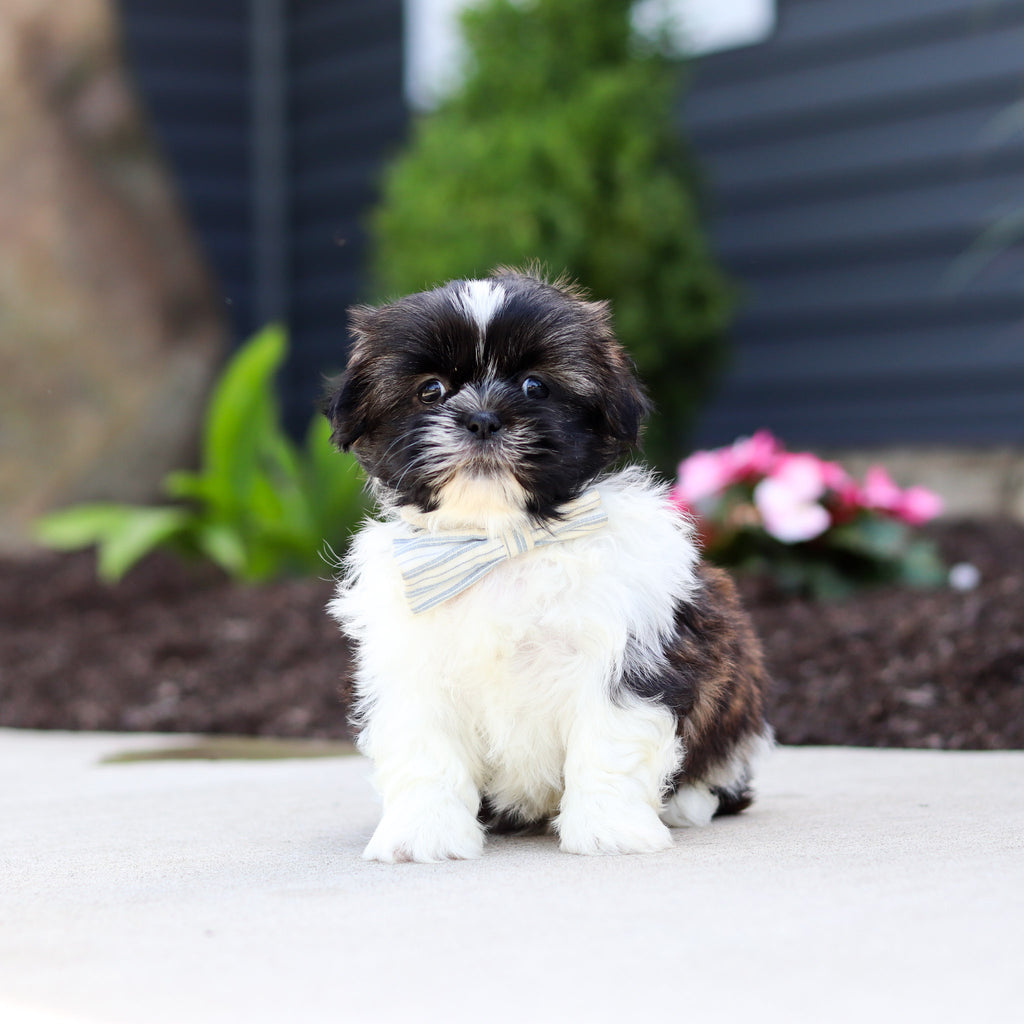 Theo - Available 7/2
