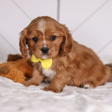 Frito - Available 2/4