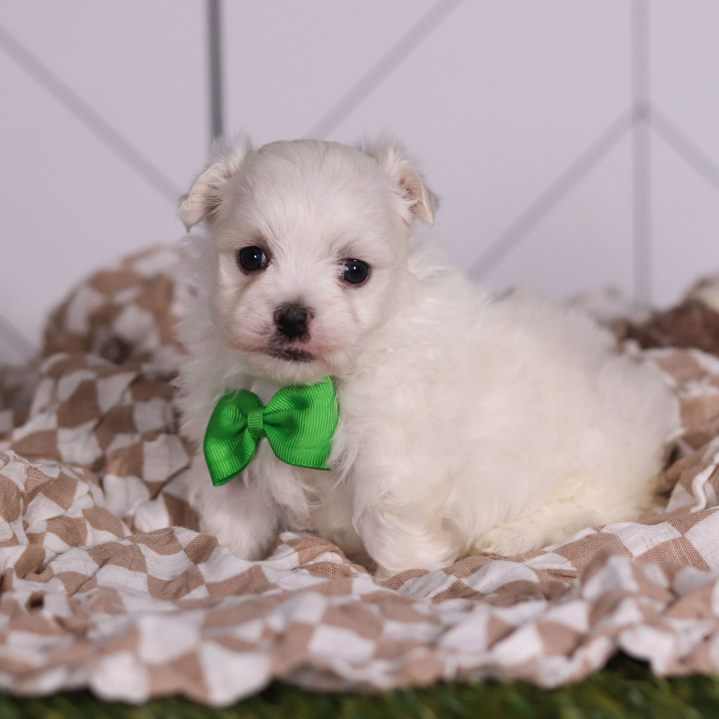 Hoops - Available Now