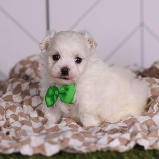 Hoops - Available Now