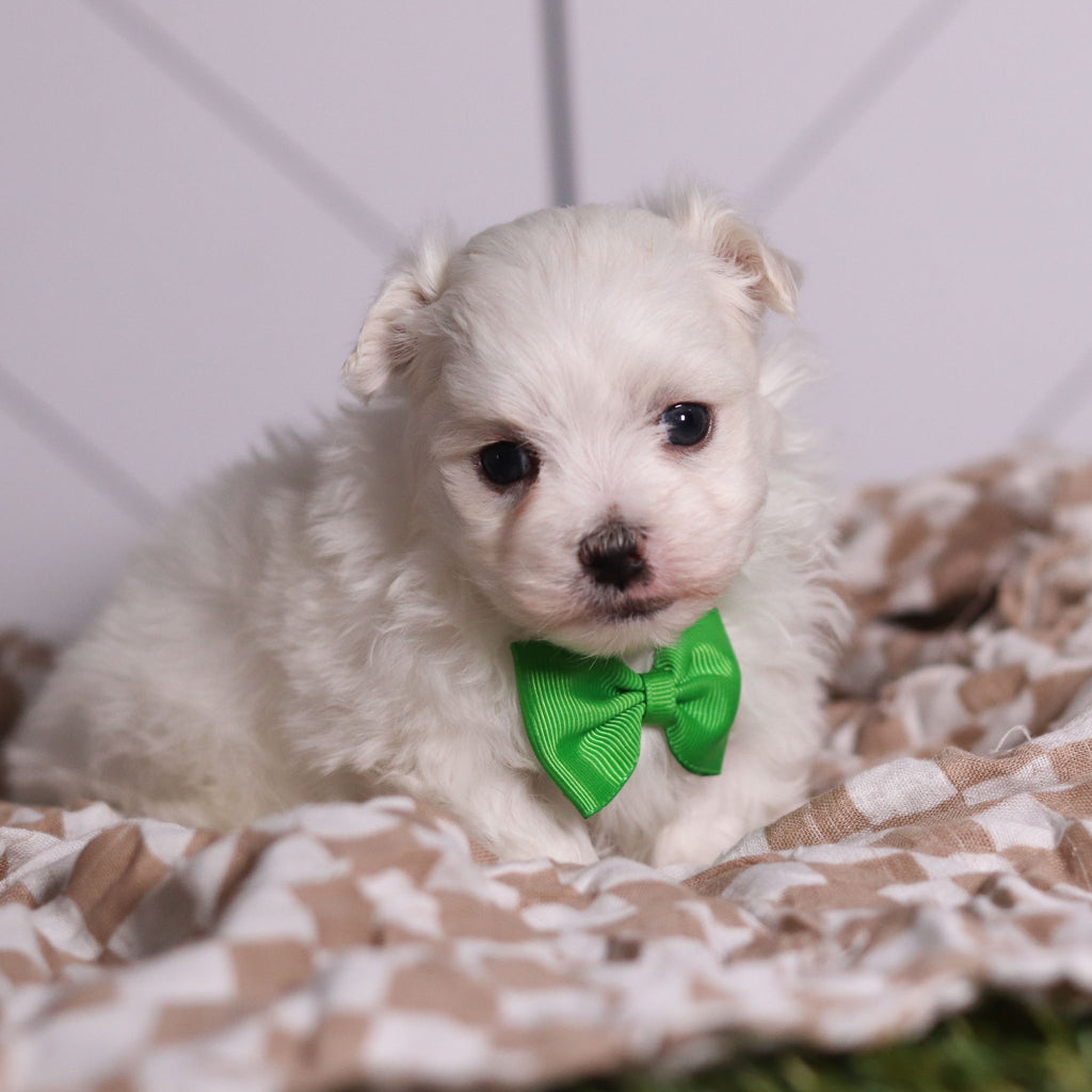 Hoops - Available Now