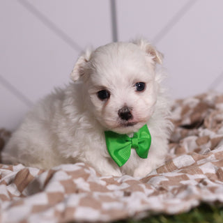 Hoops - Available Now