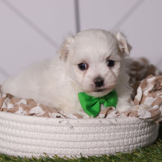 Hoops - Available Now