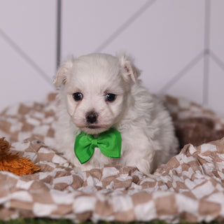 Hoops - Available Now