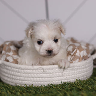 Marbles - Available Now