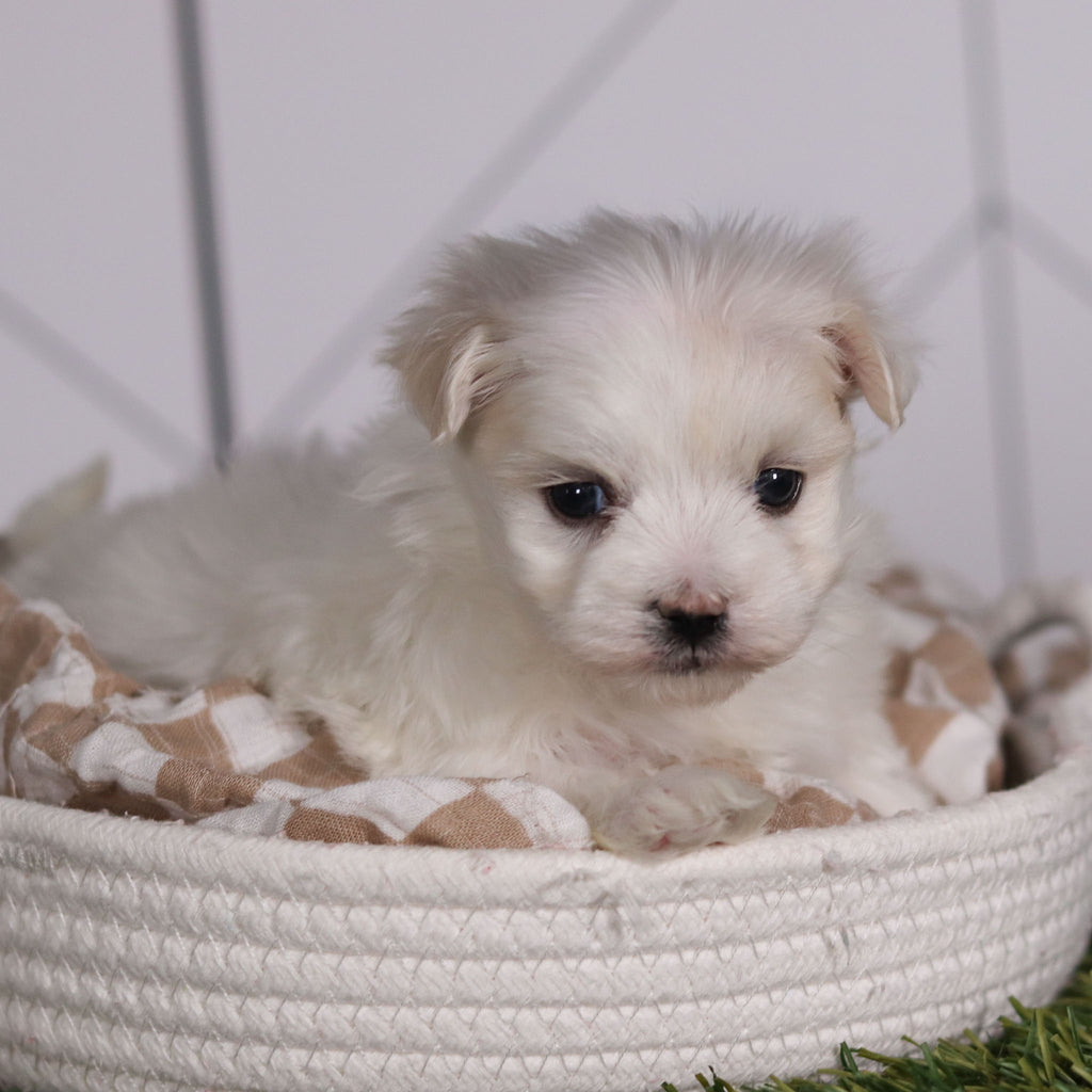 Marbles - Available Now