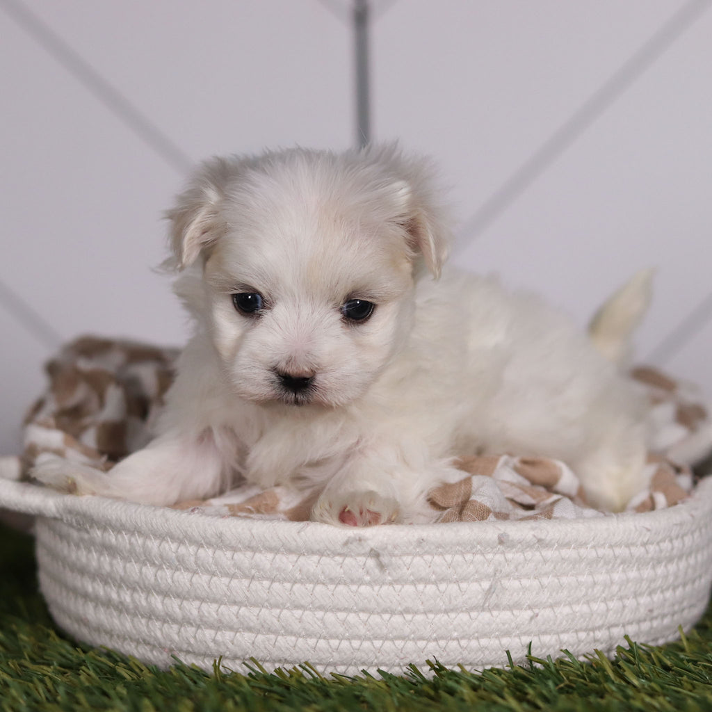 Marbles - Available Now