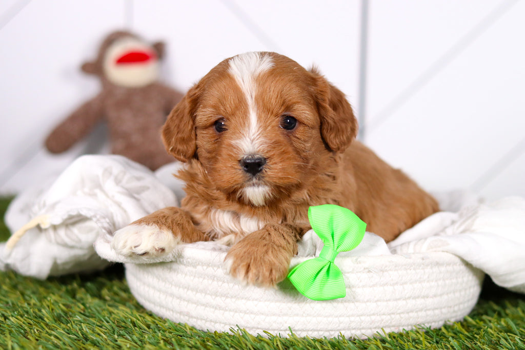 Monty - Available 2/26