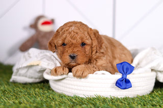 Mills - Available 2/26