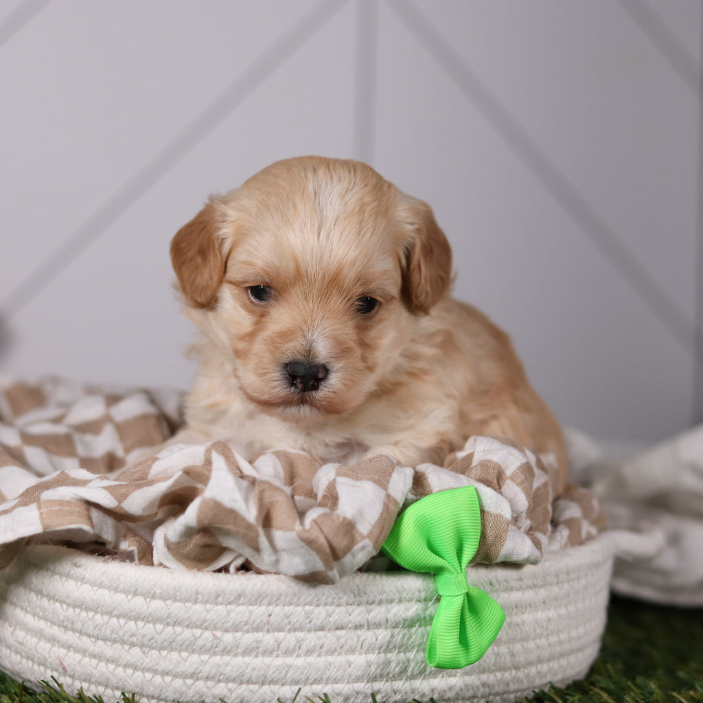 Frankie - Available 3/19