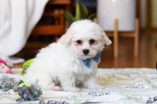 Harry - Available Now