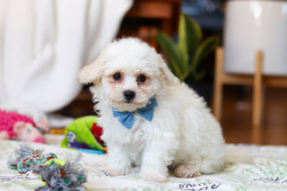 Harry - Available Now