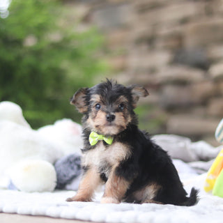 Marco - Available 8/27