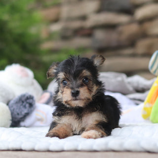 Marco - Available 8/27