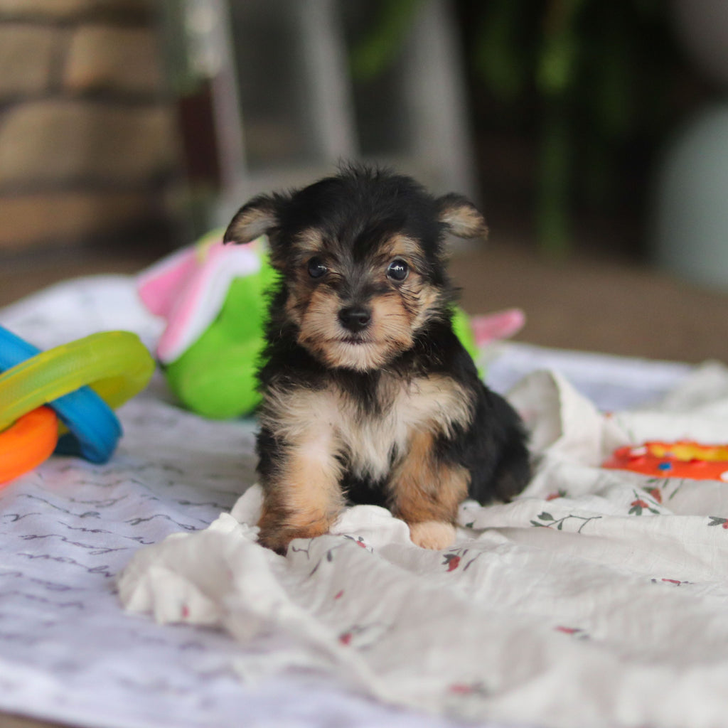 Marco - Available 8/27