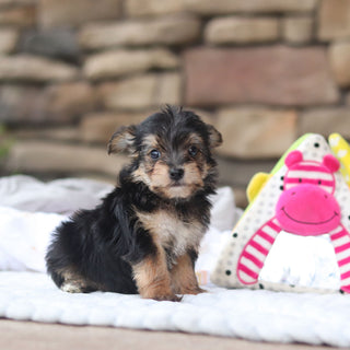 Marco - Available 8/27