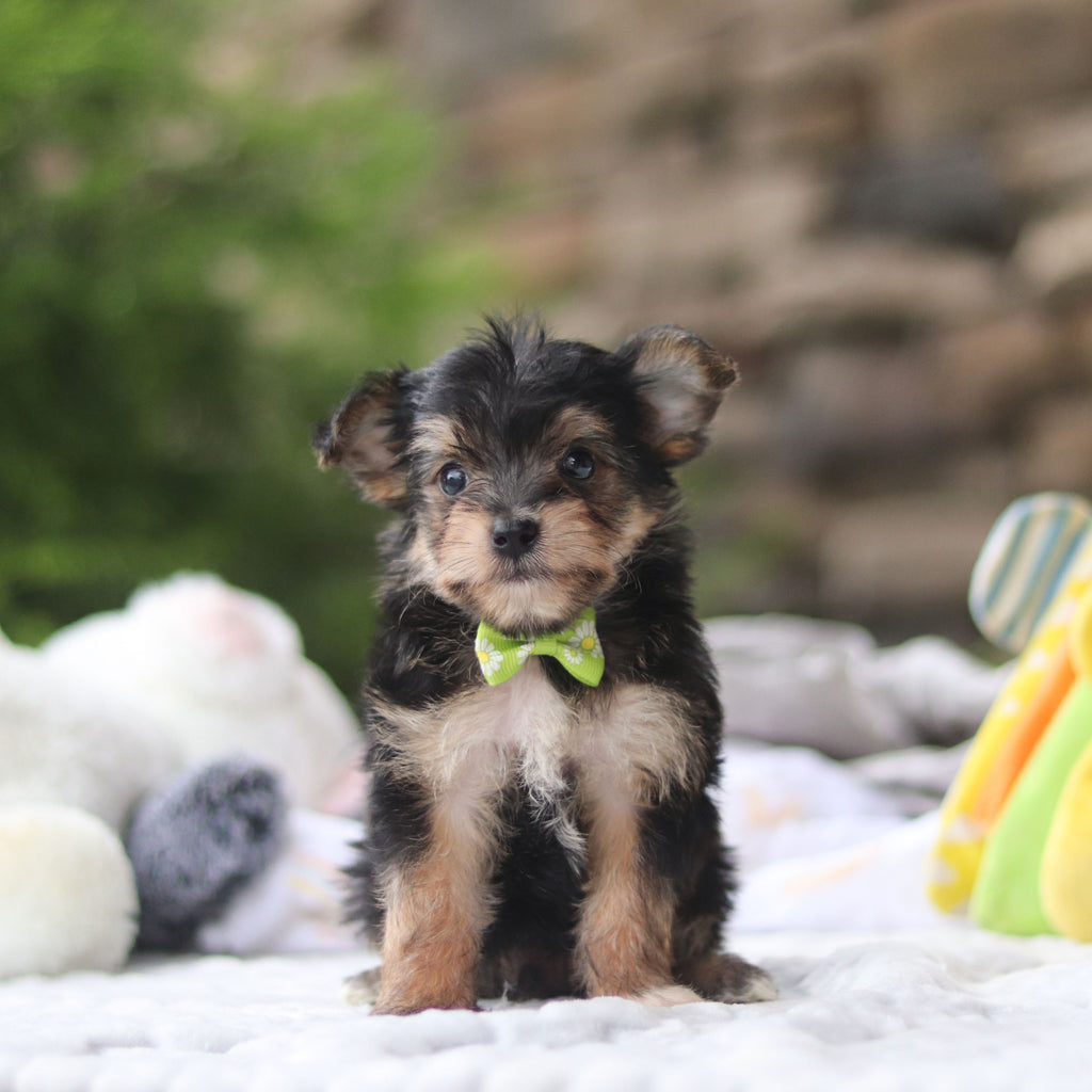 Marco - Available 8/27