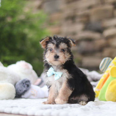 Markie - Available 9/3