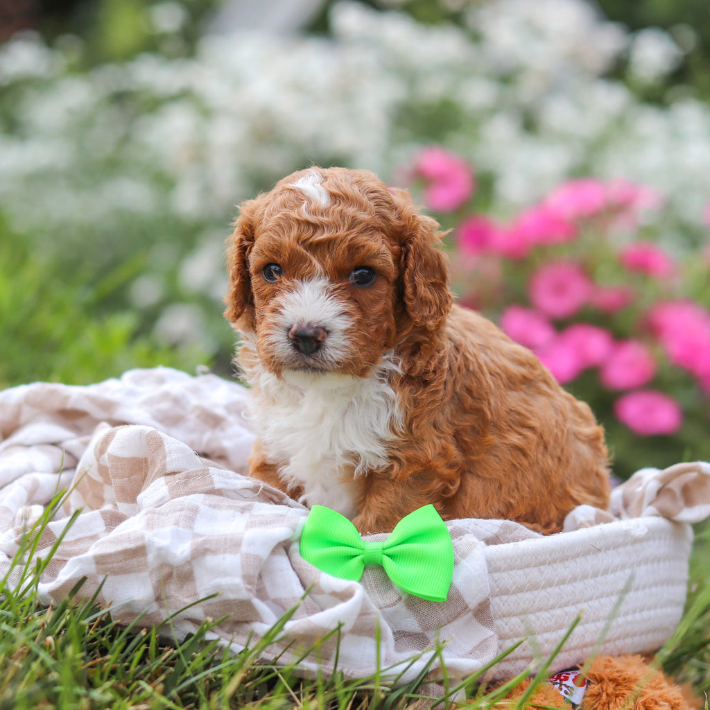 Otis - Available 8/20
