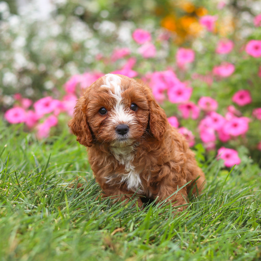 Bruno - Available 8/27