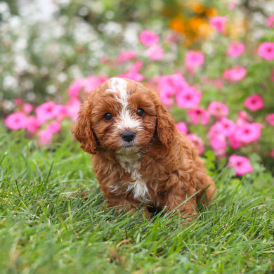 Bruno - Available 8/27