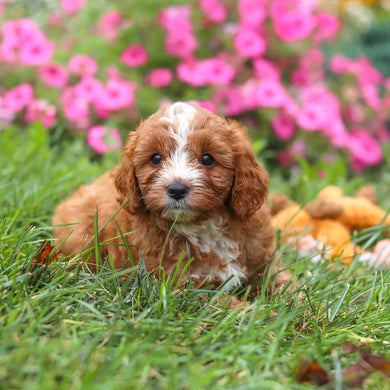 Bruno - Available 8/27