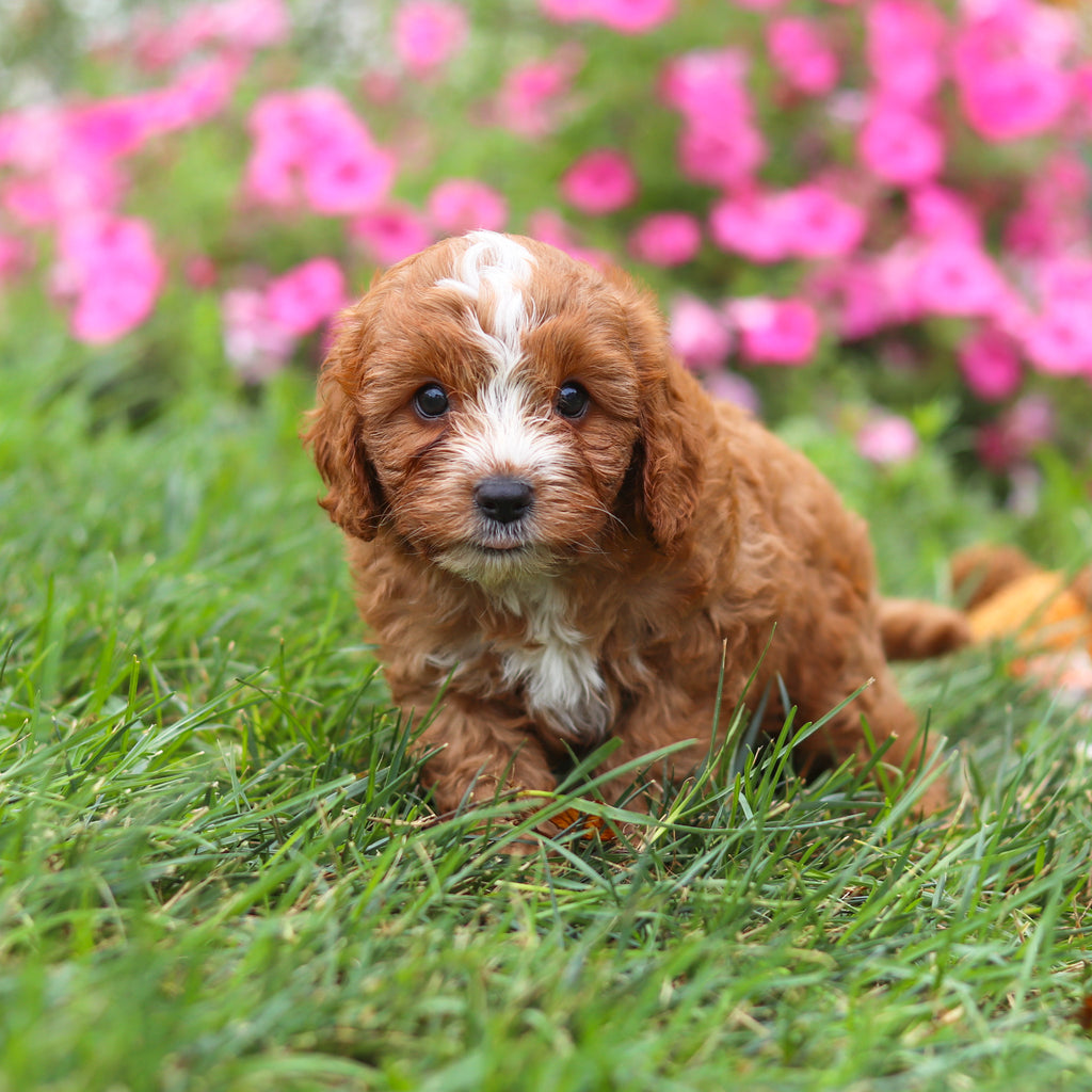 Bruno - Available 8/27