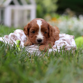 Bruno - Available 8/27