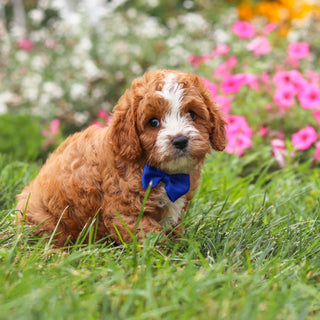 Bronx - Available 8/27