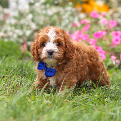 Bronx - Available 8/27