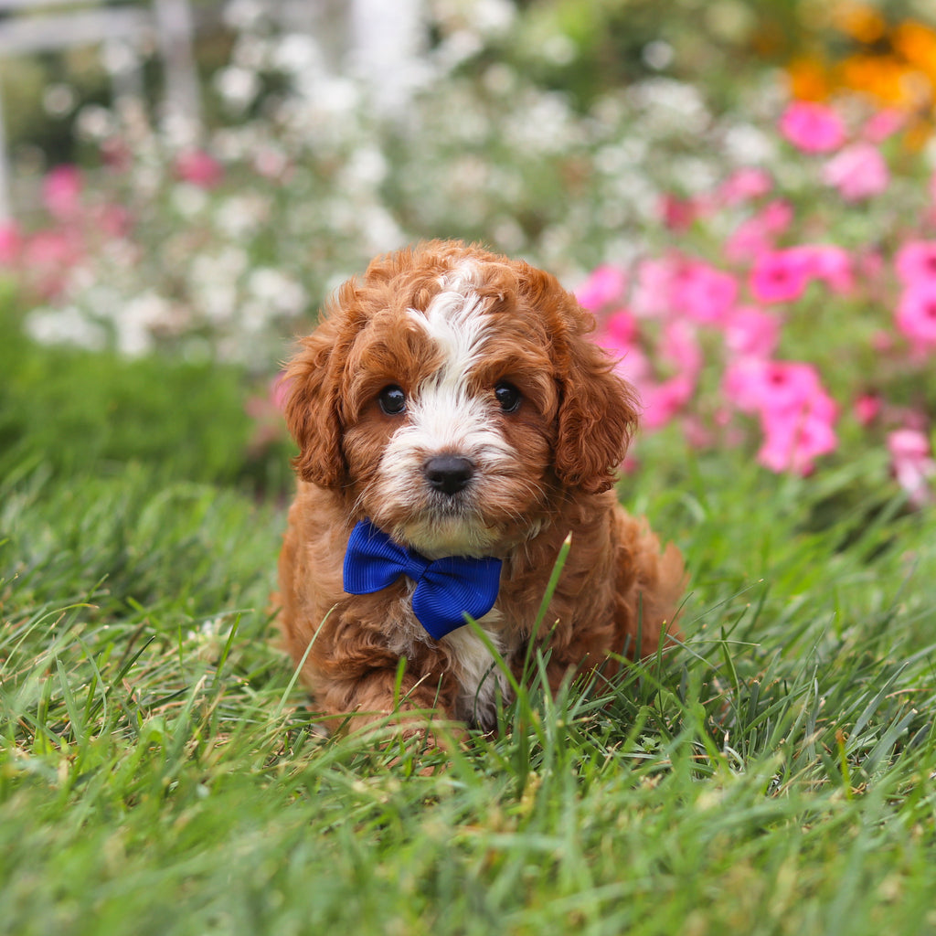 Bronx - Available 8/27