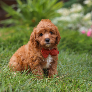 Brody - Available 8/27
